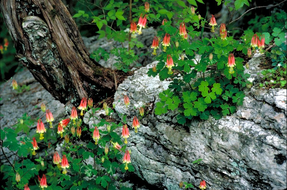 Image title: American columbine plant aquilegia canadensis
Image from Public domain images website, http://www.public-domain-image.com/full-image/flora-plants-public-domain-images-pictures/flowers-pub