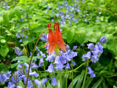 Aquilegia canadensis plant photo