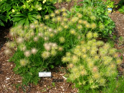 Pulsatilla vulgaris, in the Tower Hill Botanic Garden, Boylston, Massachusetts, USA.