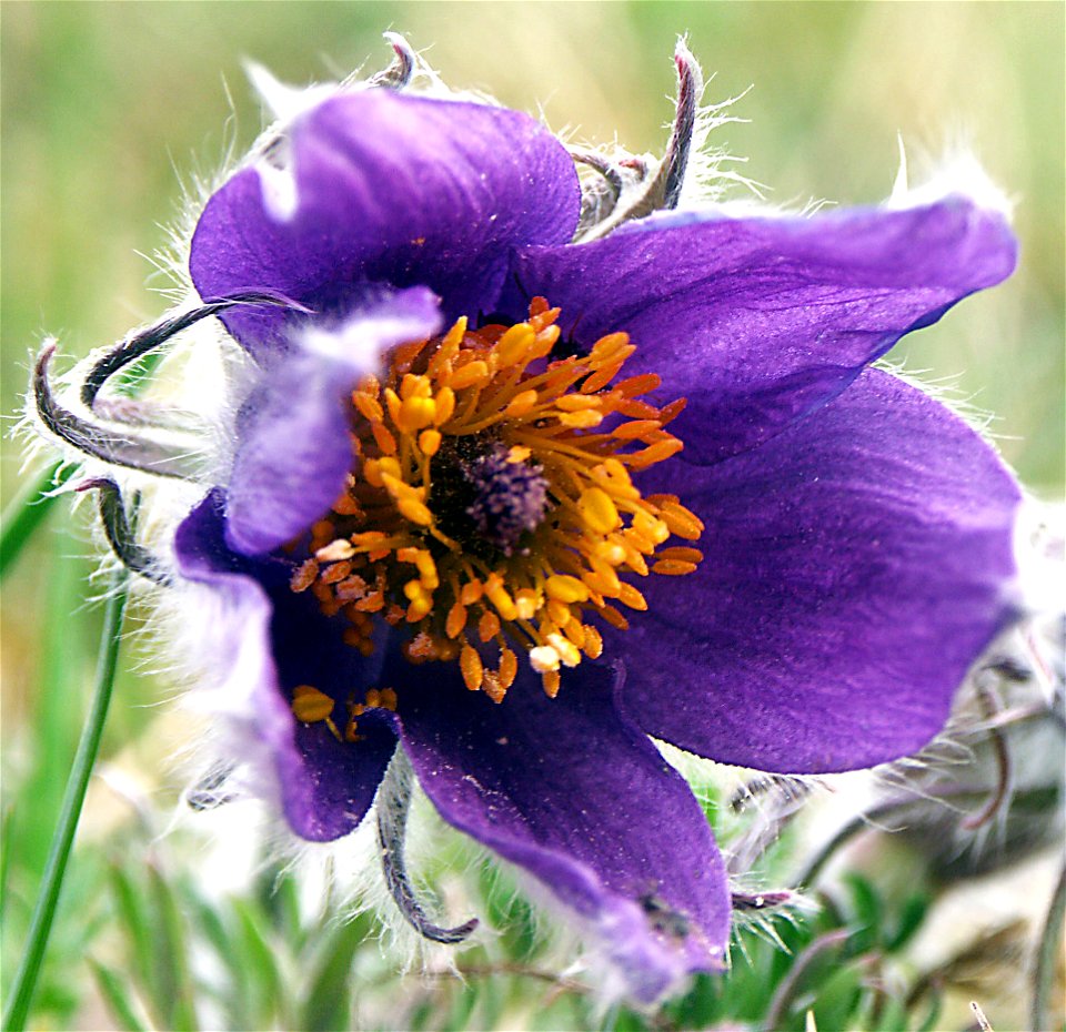 Backsippa (Pulsatilla vulgaris)