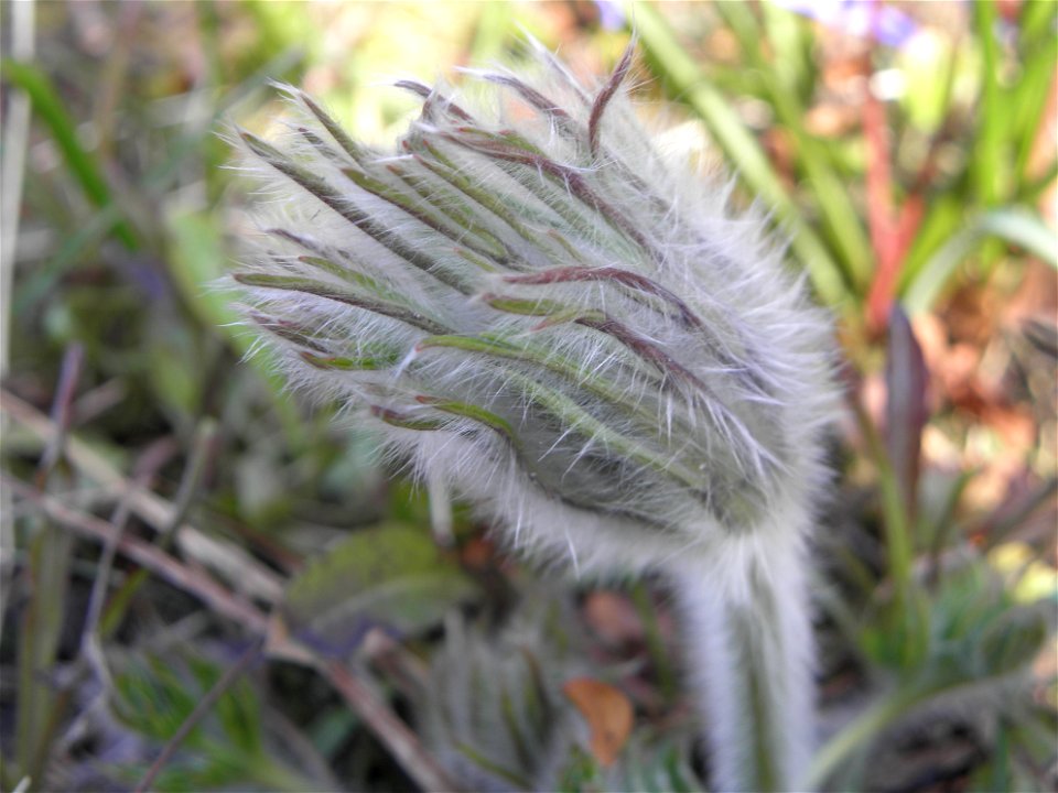 Pulsatilla vulgaris

Pulsatilla vulgaris