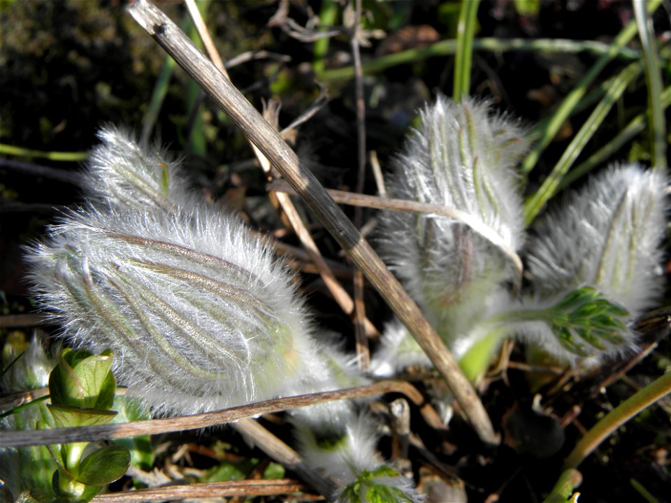 Pulsatilla vulgaris

Pulsatilla vulgaris