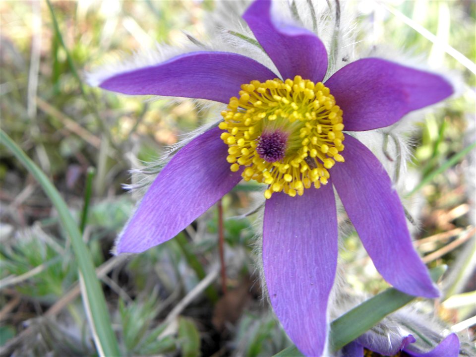Pulsatilla vulgaris

Pulsatilla vulgaris