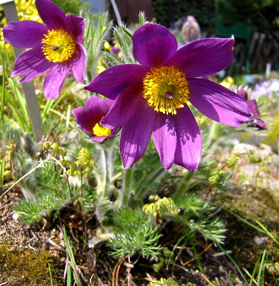 Pulsatilla_vulgaris