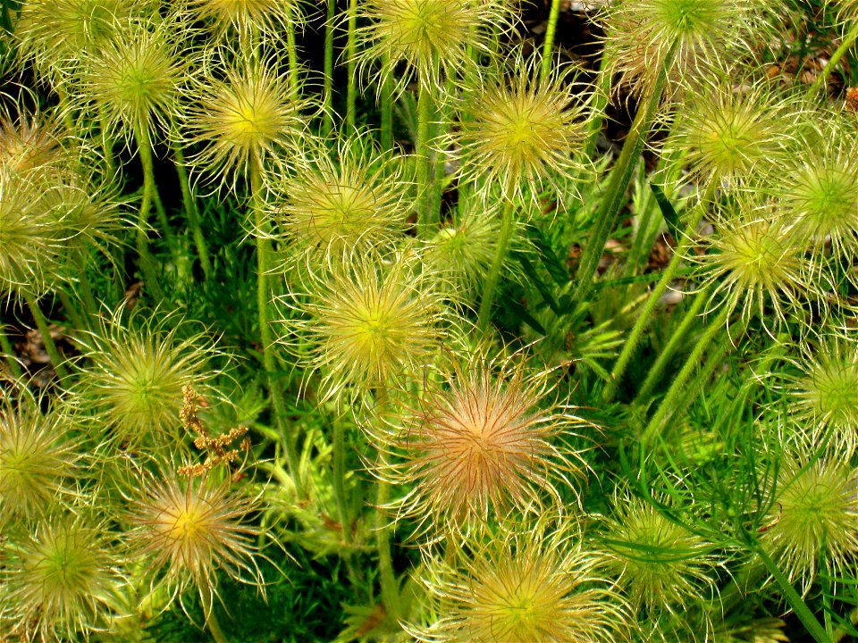 Pulsatilla vulgaris detail, in the Tower Hill Botanic Garden, Boylston, Massachusetts, USA.