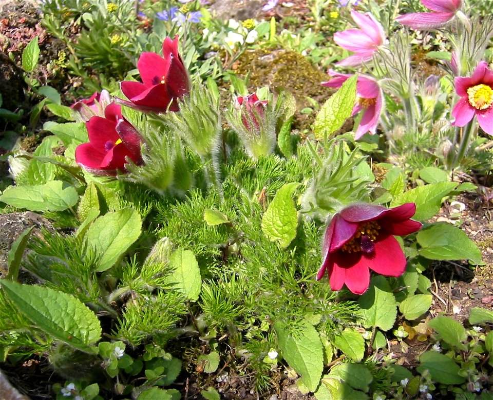 Pulsatilla_vulgaris_Carminea; Botanic Garden, Vienna, Austria.