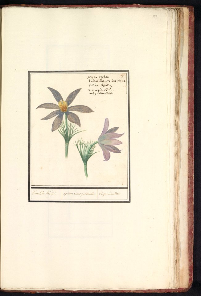 IdentificatieTitel(s): Wildemanskruid (Pulsatilla vulgaris)Keucken Kruijd. / apium risus pulsatilla. / Coquelourdes. (titel op object)Objecttype: tekening Objectnummer: RP-T-BR-2017-1-8-104Omschrijvin