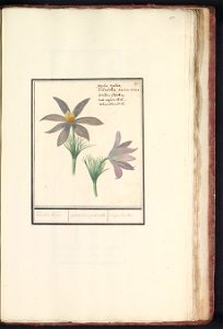 IdentificatieTitel(s): Wildemanskruid (Pulsatilla vulgaris)Keucken Kruijd. / apium risus pulsatilla. / Coquelourdes. (titel op object)Objecttype: tekening Objectnummer: RP-T-BR-2017-1-8-104Omschrijvin