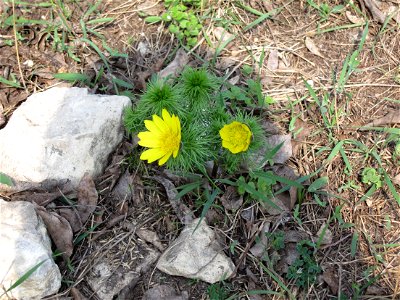 Adonis vernalis, known variously as pheasant's eye, spring pheasant's eye, yellow pheasant's eye and false hellebore. The photo was taken at the Kis-Svábhegy, Budapest, Hungary.