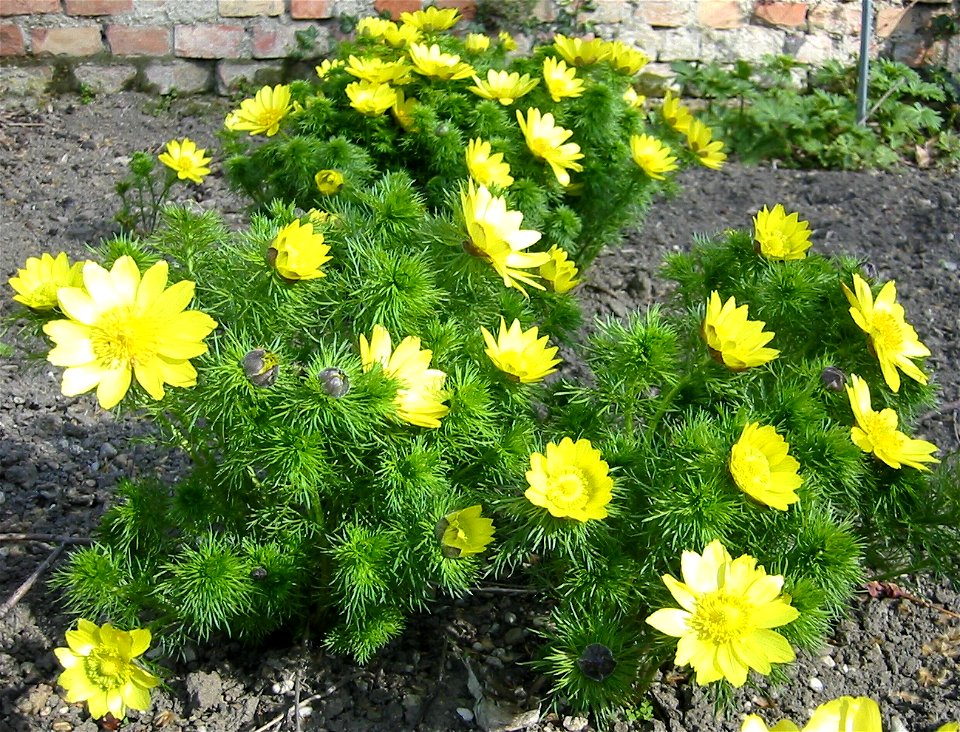 Adonis vernalis; Botanical Garden, Vienna, Austria