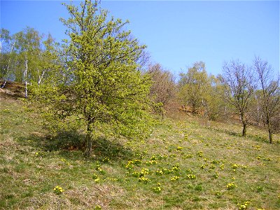 Blüte des Frühlings-Adonisröschens (Adonis vernalis) am Südhang des Weinberges bei Börnecke photo