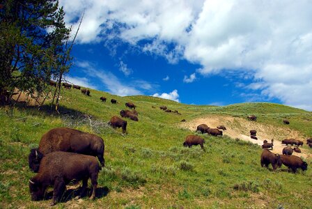 Nature buffalo horns photo