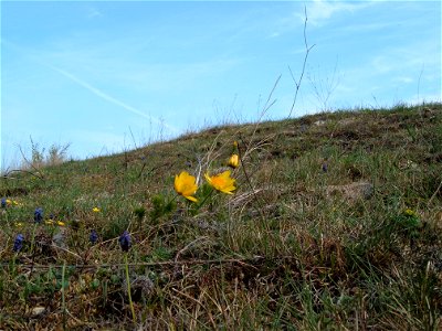 Dolomitsziklagyep a Geleméri-fennsíkon (Kádárta)