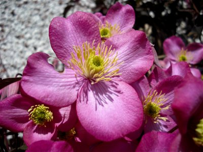 Photo of a Clematis montana "rubens" (pink variety) flower in my garden.
