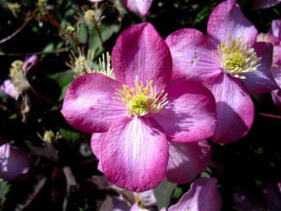 Photo of a Clematis montana "rubens" (pink variety) flower in my garden.