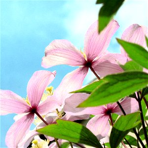 Rózsaszín klemátisz, azaz iszalag - Clematis rosa