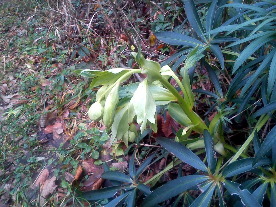 Pianta di Elleboro. Fare attenzione, quando la trovate, poiché è velenosa. Caratteristico il colore verde chiaro, luminoso, del fusto della pianta, mentre le foglie sono di un verde piú scuro. Si trat