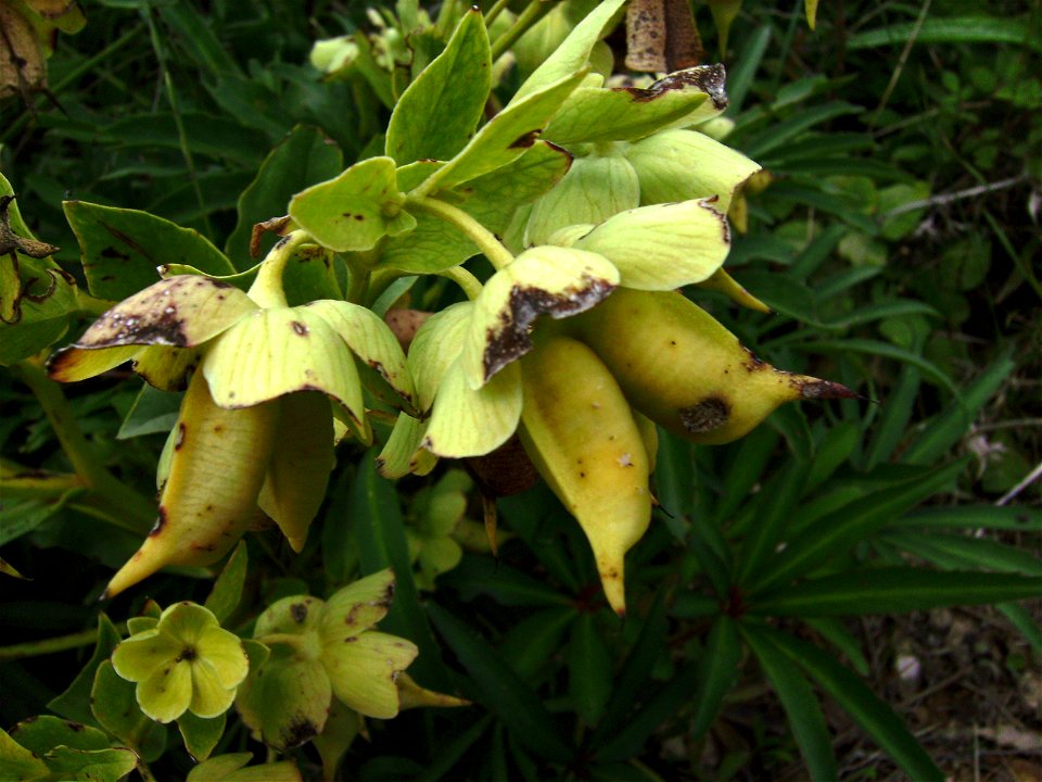 Follicles (a type of fruit)  of Helleborus foetidus in the wild, Castelltallat, Catalonia