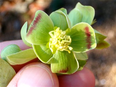 Inside view of a Flower of Helleborus_foetidus (sorry for the mispelling in the picture name !)
Lauret - Hérault -France
11/02/2006

David Delon