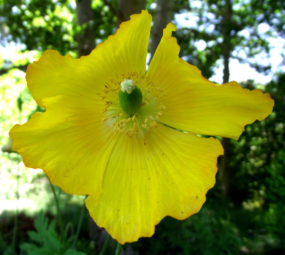 Meconopsis cambrica in the UC Botanical Garden, Berkeley, California, USA. Identified by sign.