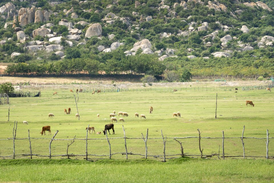 Peace livestock vietnam