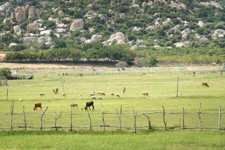 Peace livestock vietnam