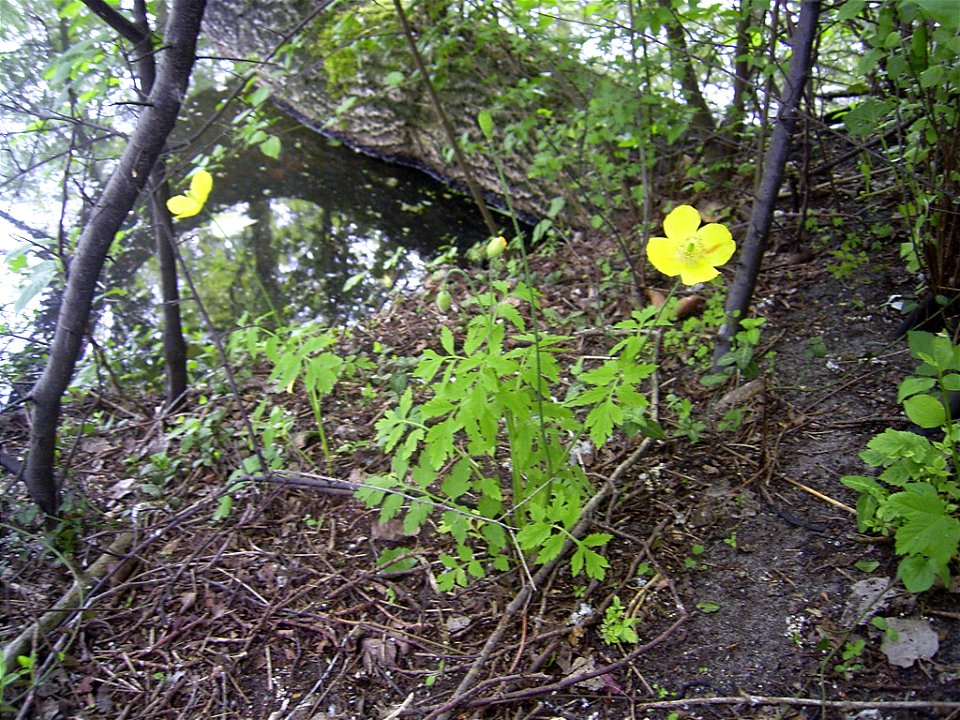This photo shows the Meconopsis cambrica