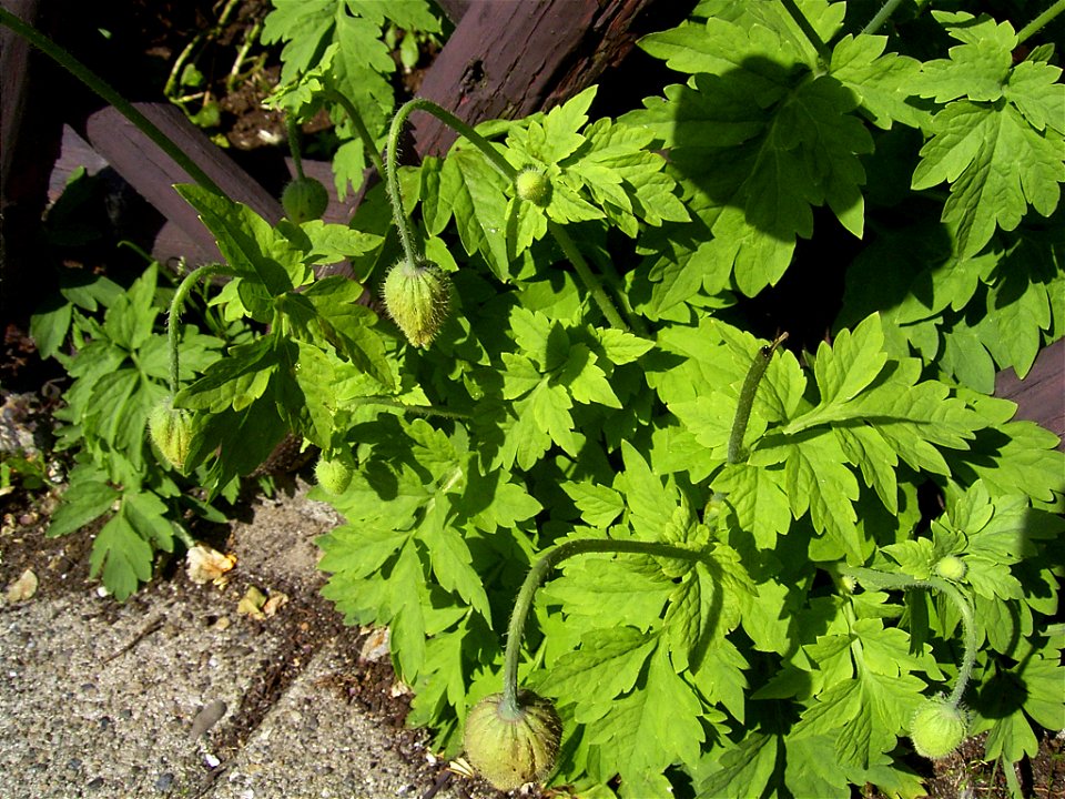 This photo shows a bud of Meconopsis cambrica