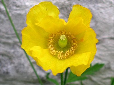 Welsh poppy (Meconopsis cambrica) growing on Anglesey, North Wales, June 2004; yellow poppy; gelber Mohn