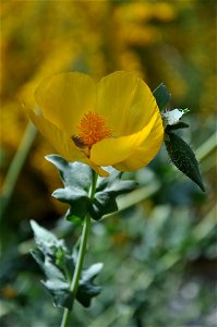 Yellow Horned Poppy