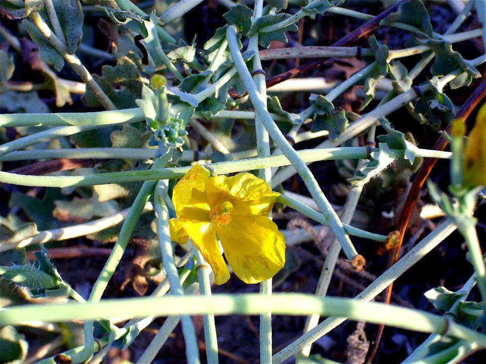 Glaucium flavum flowers close up, La Mata, Torrevieja, Alicante, Spain