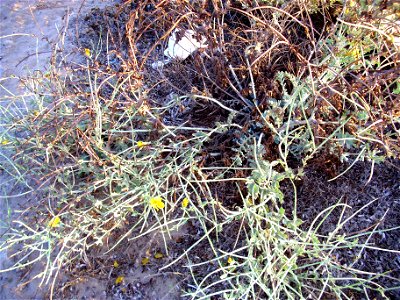Glaucium flavum habit, La Mata, Torrevieja, Alicante, Spain