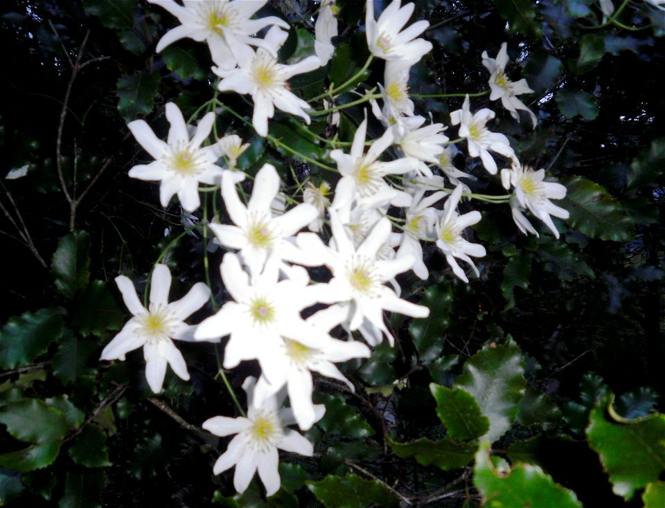 clematis paniculata, or puawhananga, flowering in Upper Hutt, New Zealand.