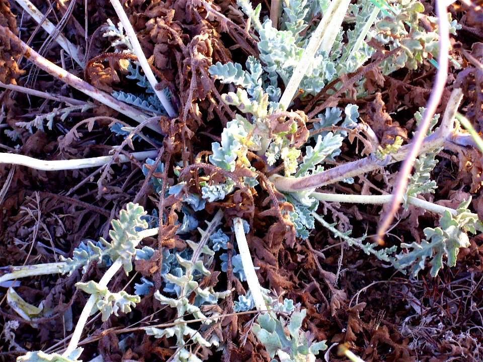 Glaucium flavum leaves and stem, La Mata, Torrevieja, Alicante, Spain