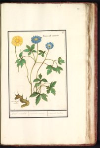 IdentificatieTitel(s): Bosanemoon (Anemone nemorosa)Bosch roononckels / ranunculus nemorosi. / renoncules des Bois. (titel op object)Objecttype: tekening Objectnummer: RP-T-BR-2017-1-8-97Omschrijving: