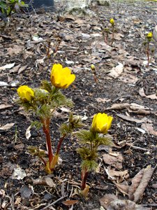 Adonis amurensis, verschiedene Pflanzen, verschiedene Entwicklungsstufen