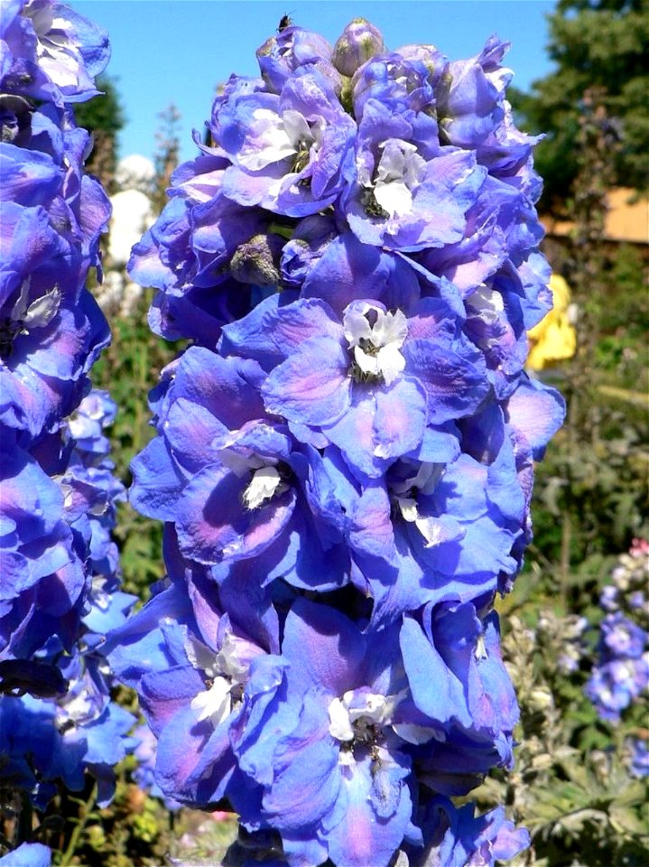 Image title: Blue spring flowers
Image from Public domain images website, http://www.public-domain-image.com/full-image/flora-plants-public-domain-images-pictures/flowers-public-domain-images-pictures