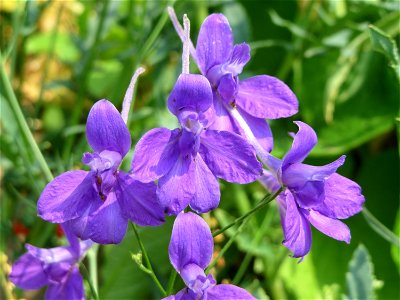 Garten-Feldrittersporn (Consolida ajacis) auf einem Schuttplatz bei Neulußheim (Gemarkung Altlußheim)