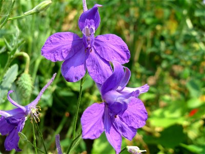 Garten-Feldrittersporn (Consolida ajacis) auf einem Schuttplatz bei Neulußheim (Gemarkung Altlußheim)
