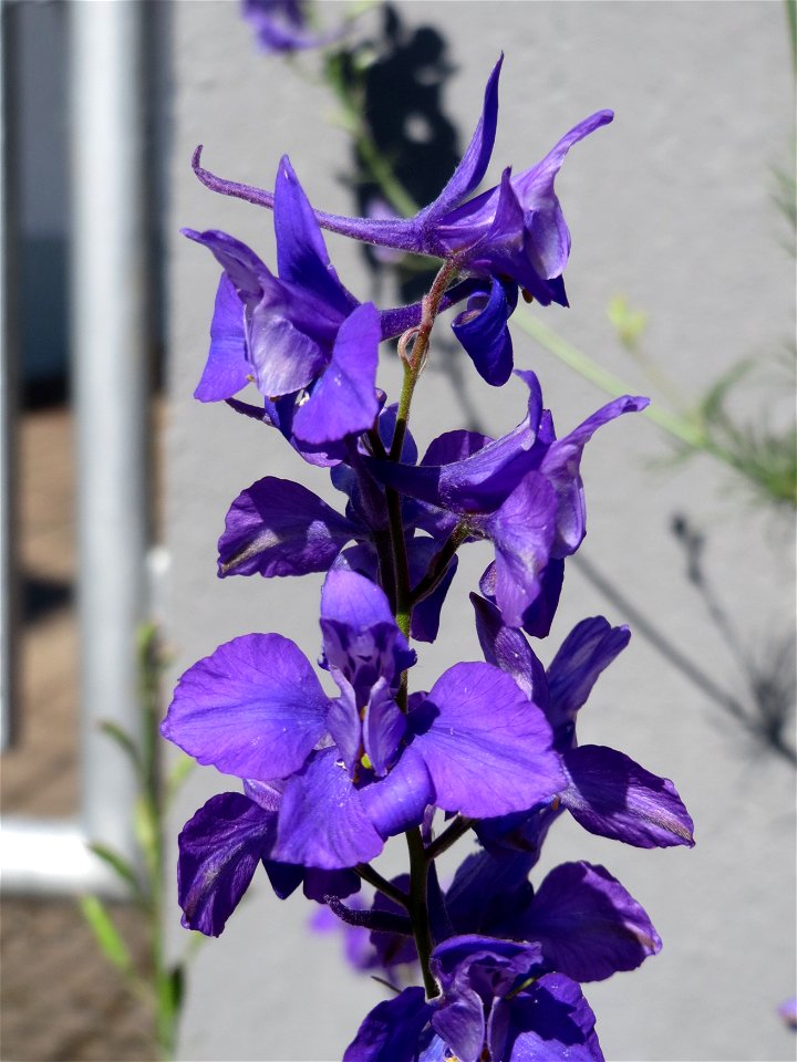 Garten-Feldrittersporn (Consolida ajacis) in Hockenheim