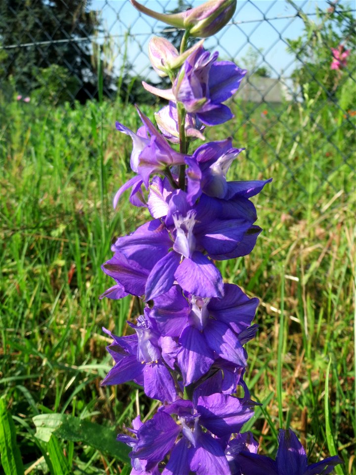 Garten-Feldrittersporn (Consolida ajacis) in Hockenheim