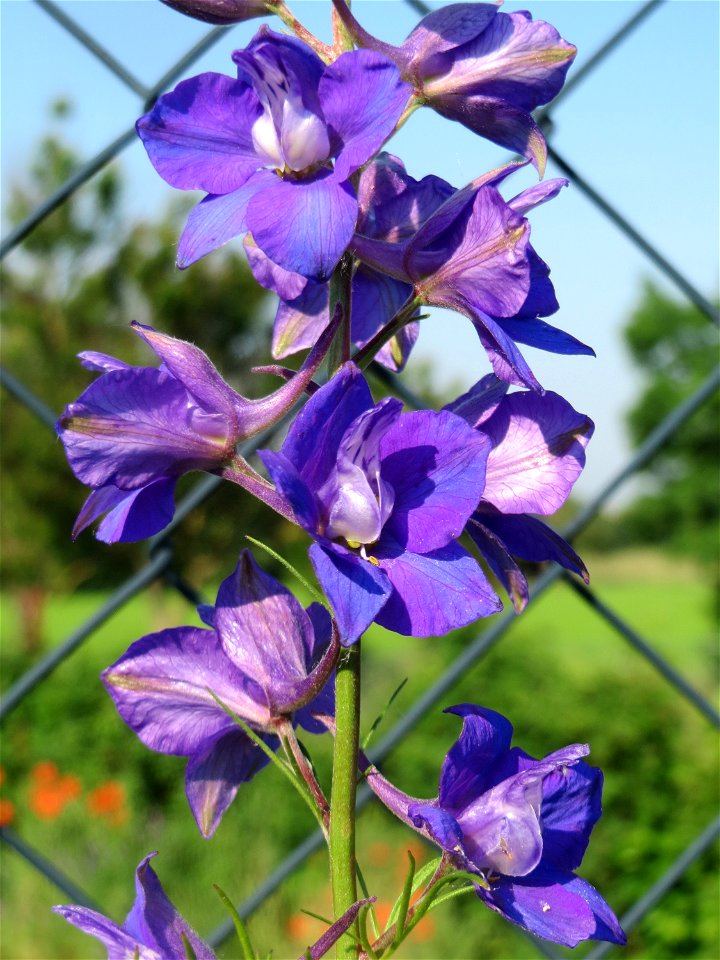 Garten-Feldrittersporn (Consolida ajacis) in Hockenheim