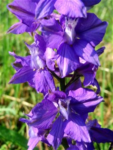 Garten-Feldrittersporn (Consolida ajacis) in Hockenheim