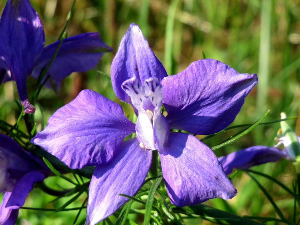 Garten-Feldrittersporn (Consolida ajacis) in Hockenheim