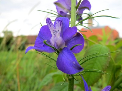 Garten-Feldrittersporn (Consolida ajacis) in Hockenheim