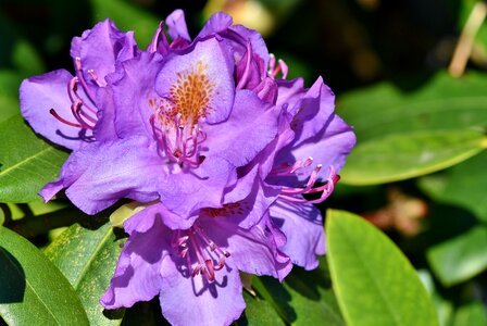 Purple rhododendron bud blossom photo