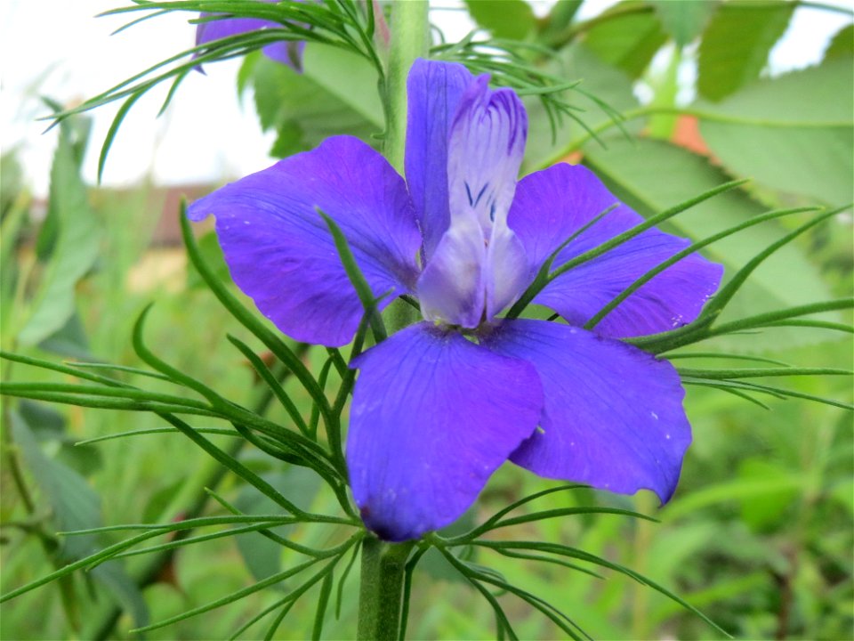 Garten-Feldrittersporn (Consolida ajacis) in Hockenheim