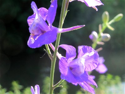 Ausgewilderter Garten-Feldrittersporn (Consolida ajacis) am Kraichbach in Hockenheim