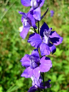 Ausgewilderter Garten-Feldrittersporn (Consolida ajacis) bei Reilingen