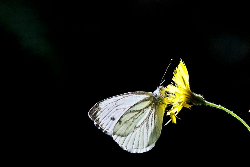 Butterfly flower contrast